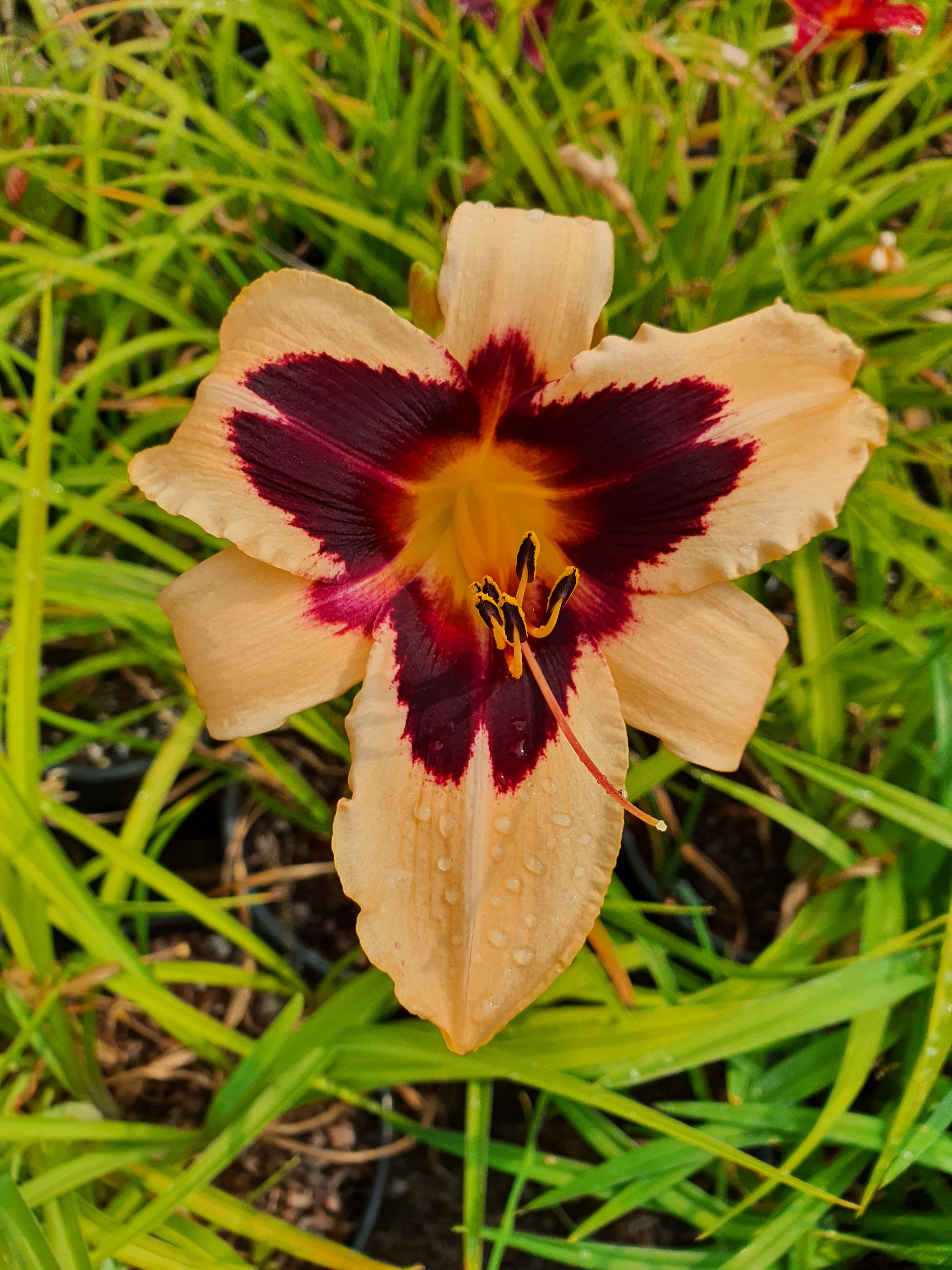 Hemerocallis 'Wild Horses'