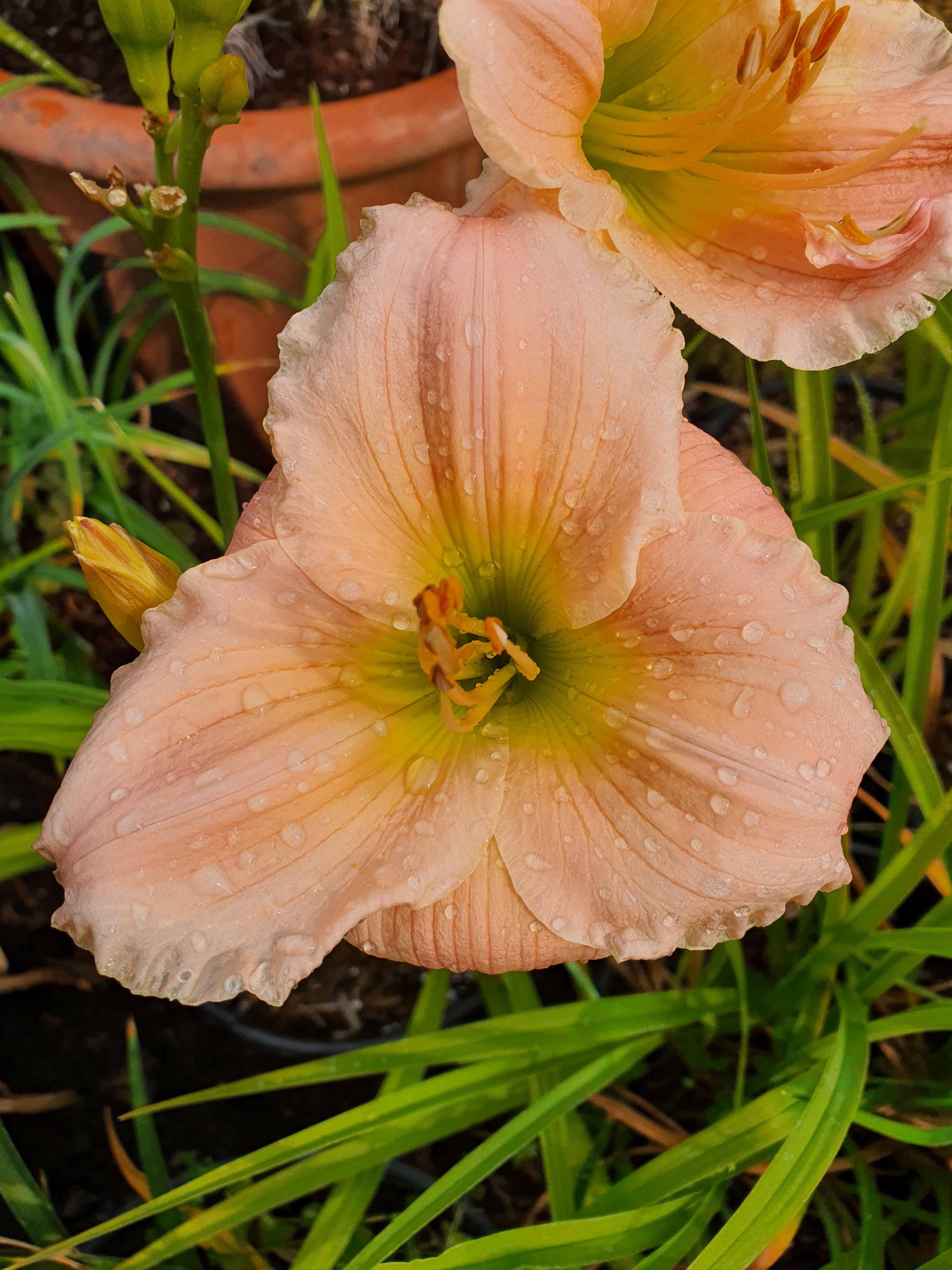 Hemerocallis 'Barbara Mitchell'