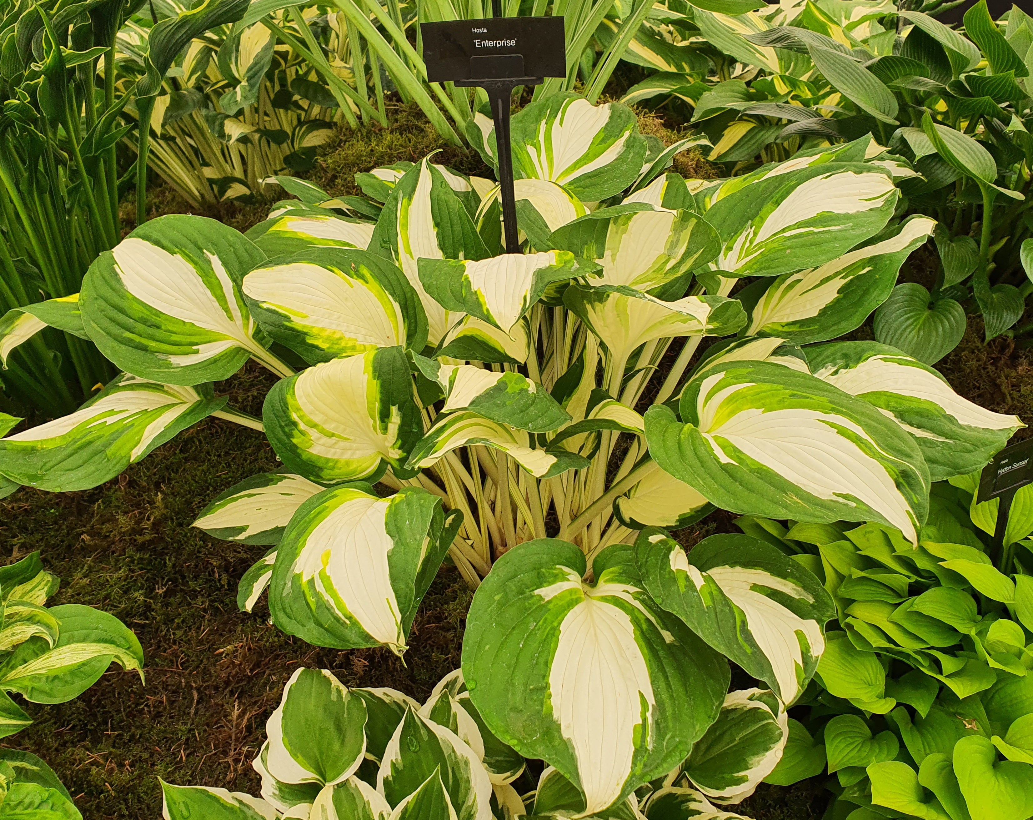 Hosta 'Enterprise'