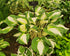 Hosta 'Enterprise'