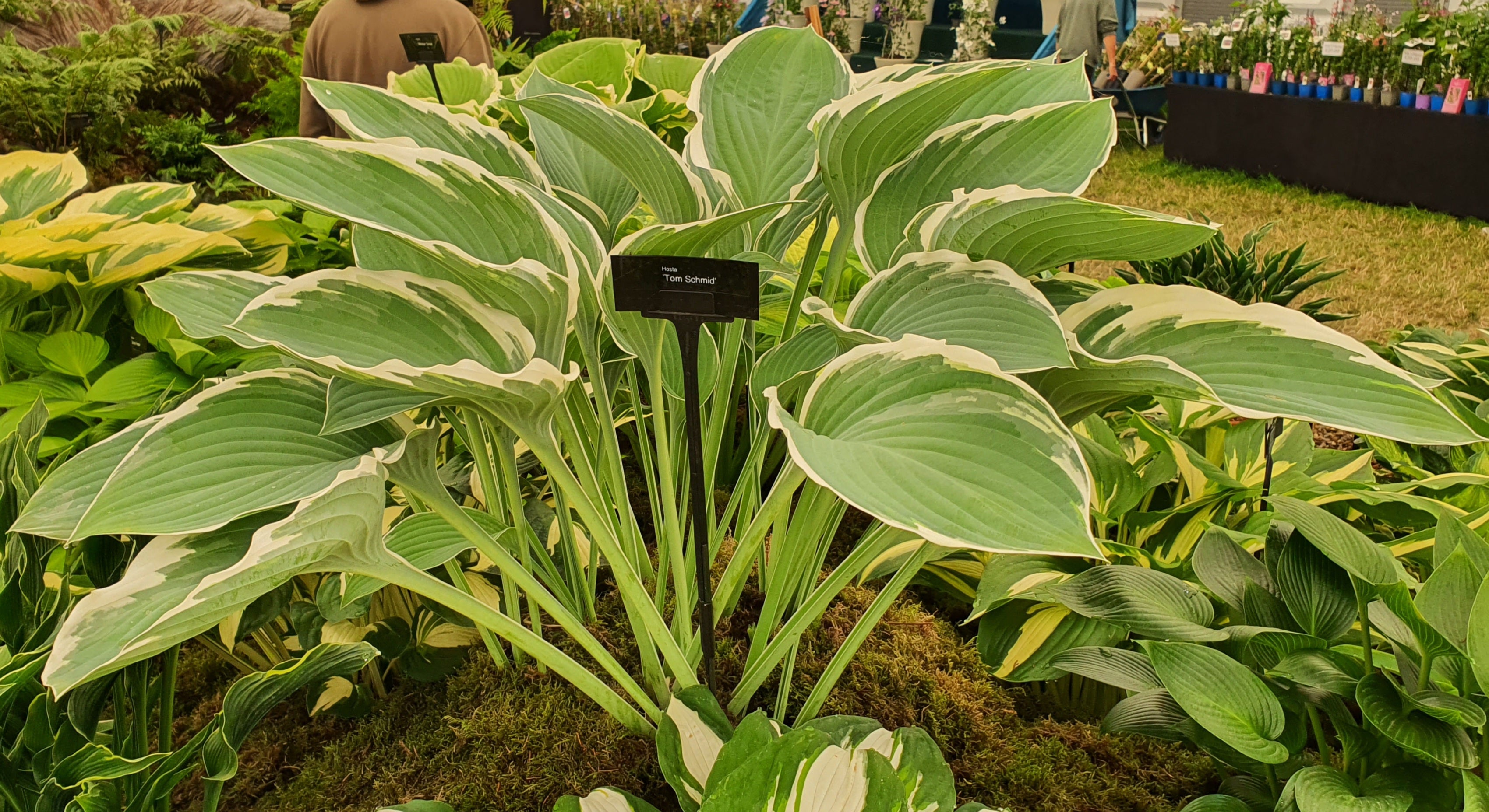 Hosta 'Tom Schmid'
