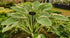 Hosta 'Tom Schmid'