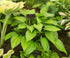 Hosta 'June Fever'