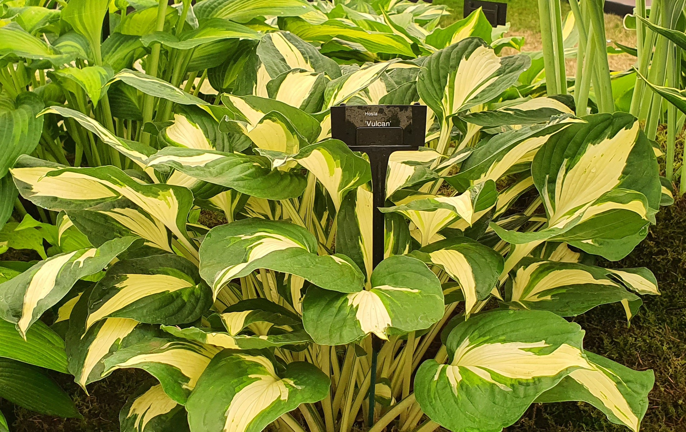 Hosta 'Vulcan'