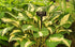 Hosta 'Vulcan'