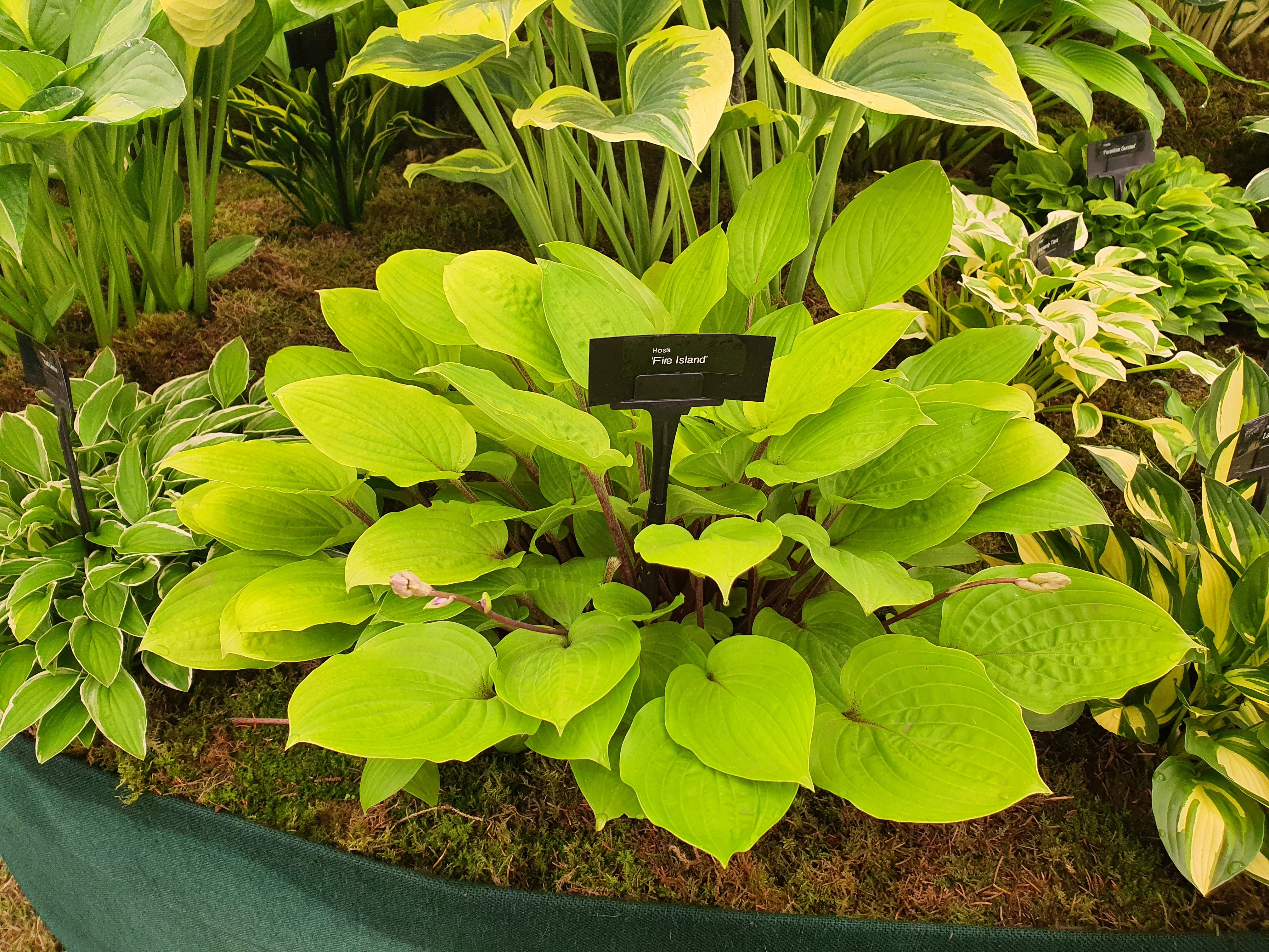 Hosta 'Fire Island'