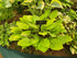 Hosta 'Fire Island'