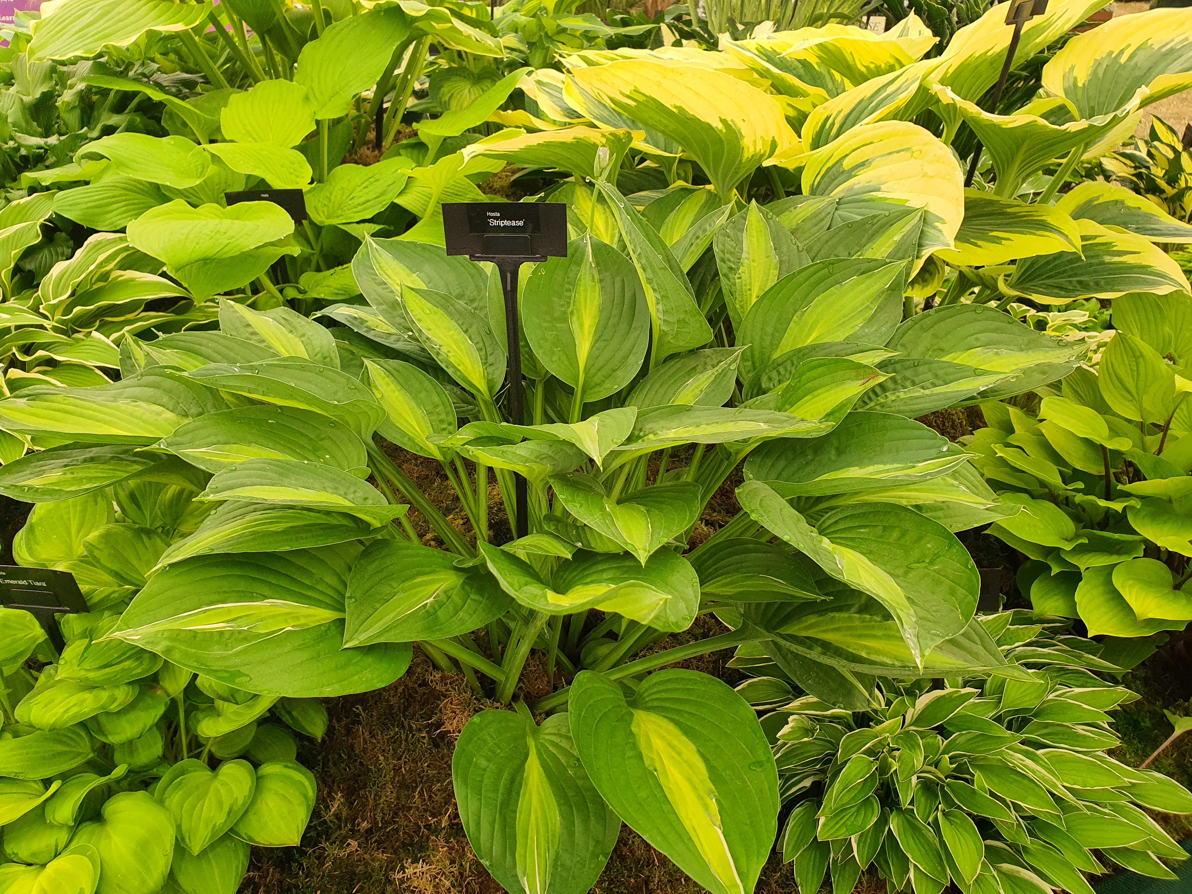 Hosta 'Striptease'