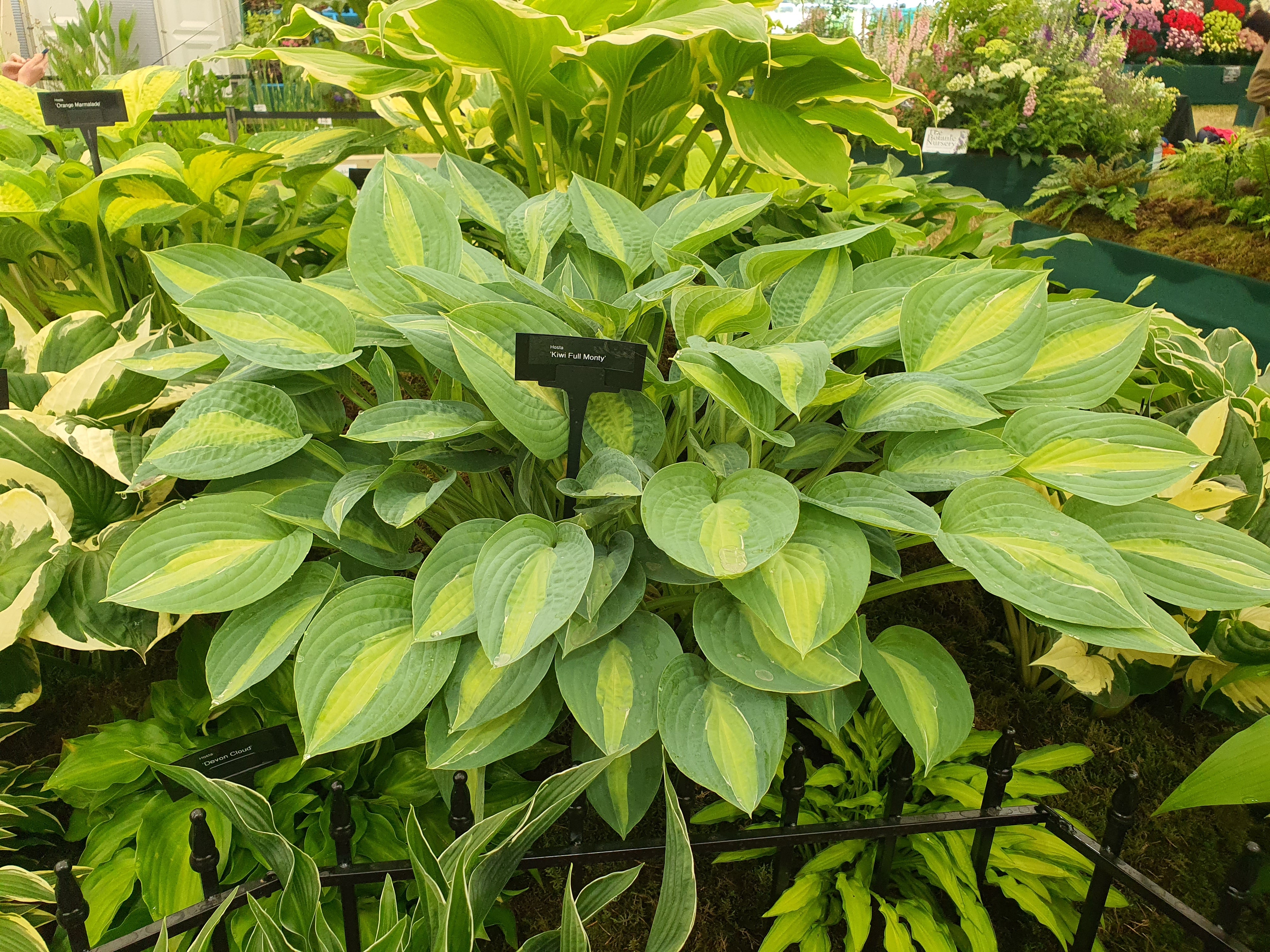 Hosta 'Kiwi Full Monty'