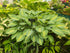 Hosta 'Kiwi Full Monty'