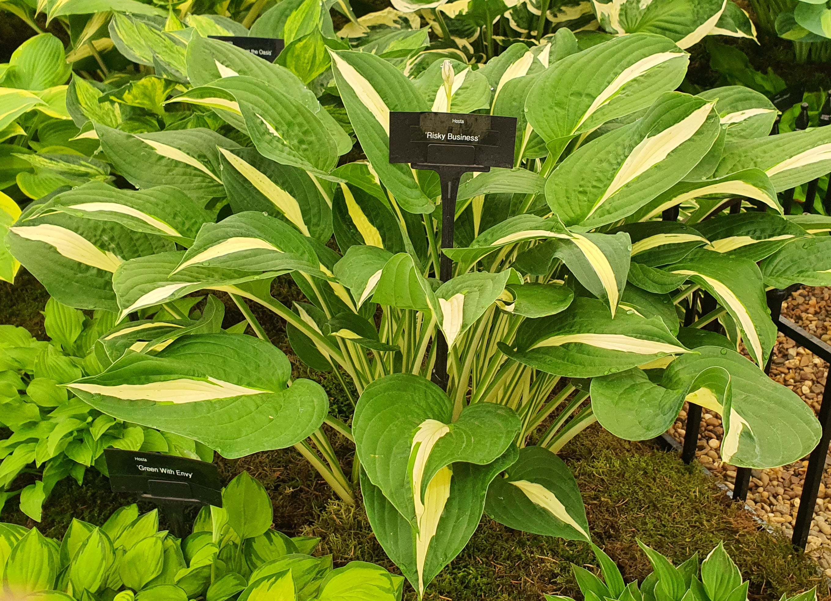 Hosta 'Risky Business'