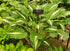 Hosta 'Risky Business'