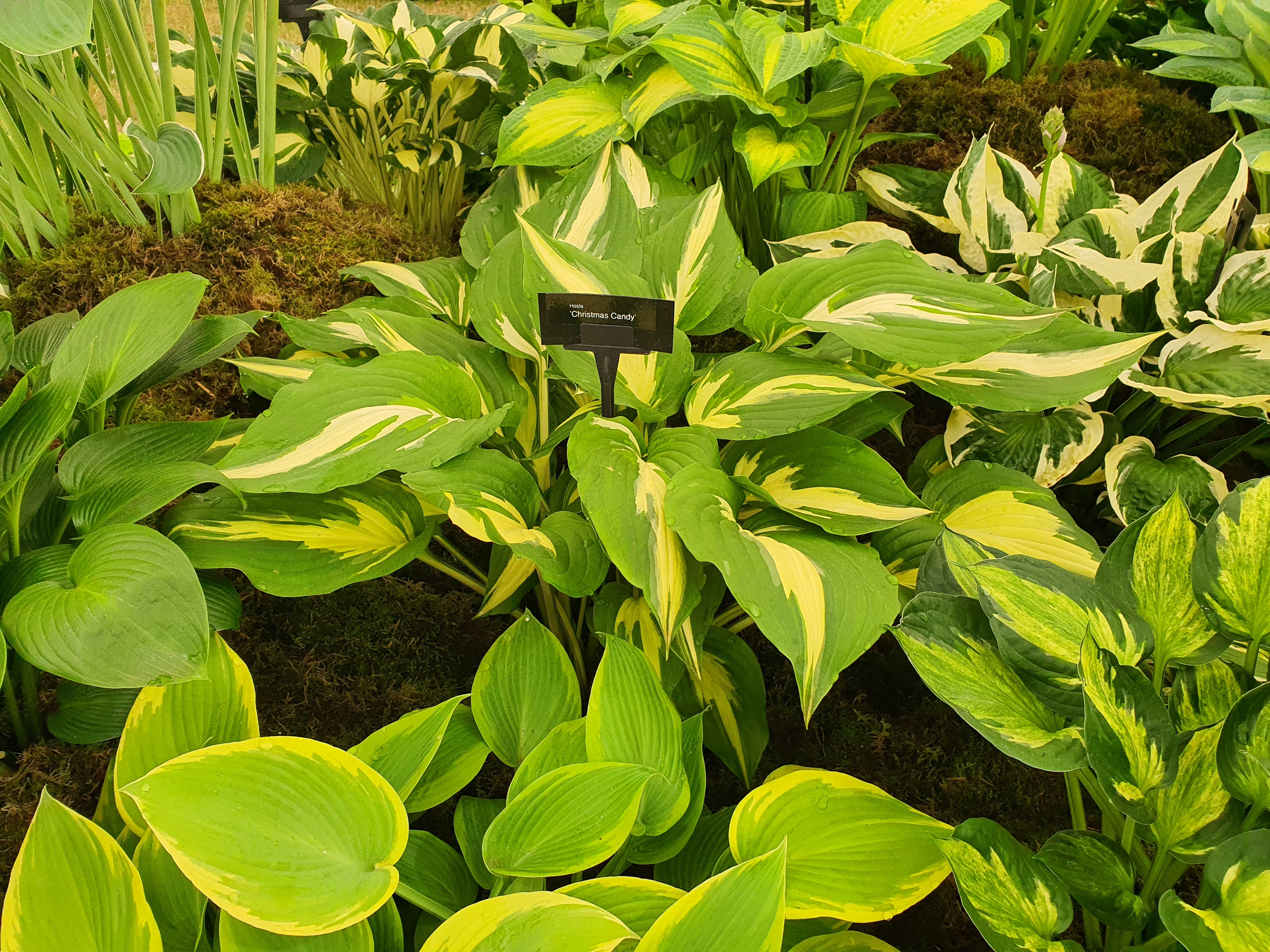 Hosta 'Christmas Candy'