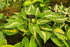 Hosta 'Christmas Candy'