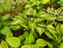 Hosta 'Christmas Candy'