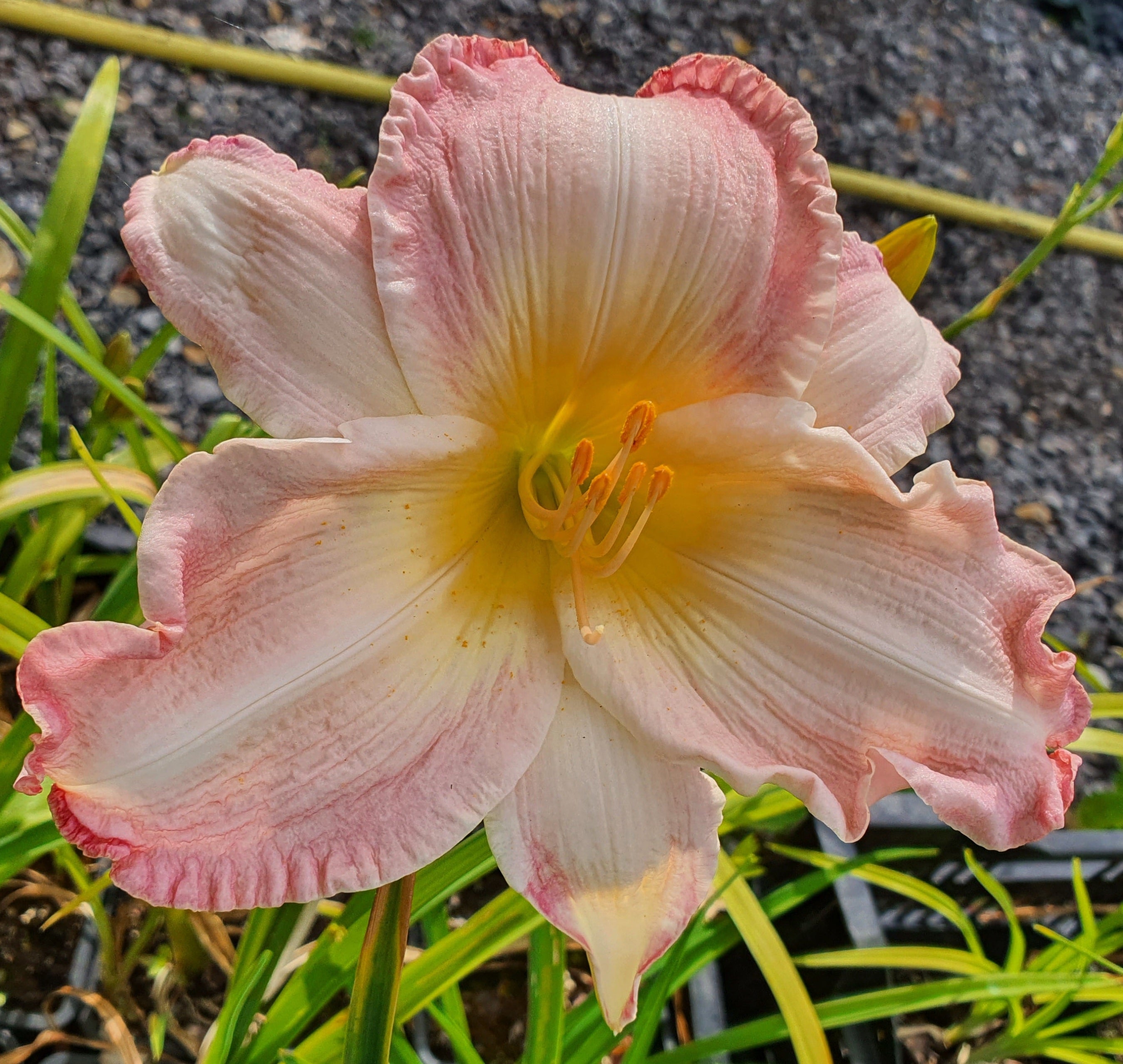 Hemerocallis 'Susan Weber'