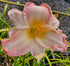 Hemerocallis 'Susan Weber'