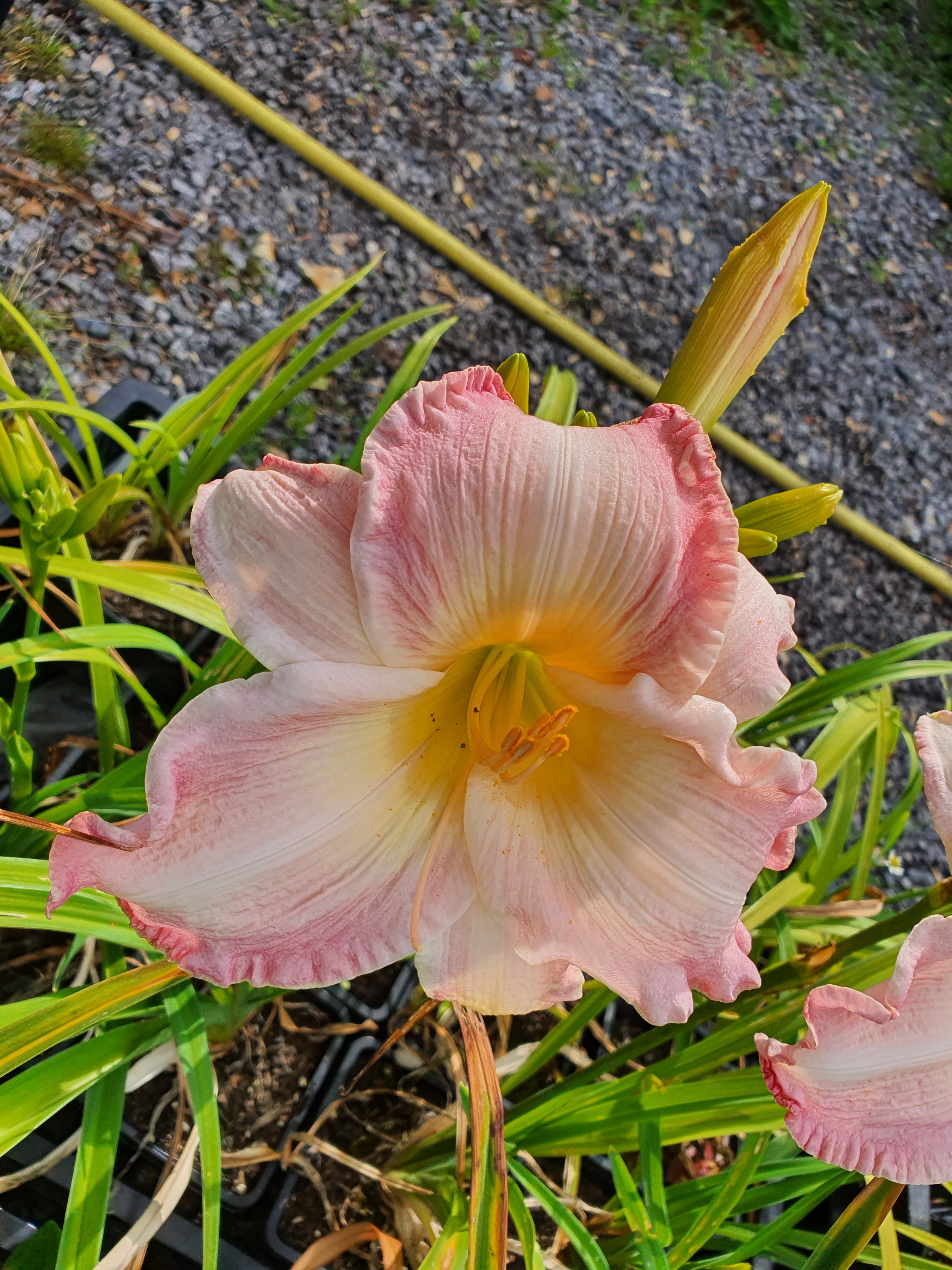 Hemerocallis 'Susan Weber'