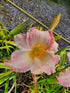 Hemerocallis 'Susan Weber'