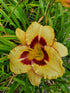 Hemerocallis 'El Desperado'