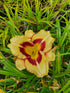 Hemerocallis 'El Desperado'