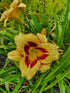 Hemerocallis 'El Desperado'