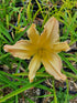 Hemerocallis 'Mormon Spider'