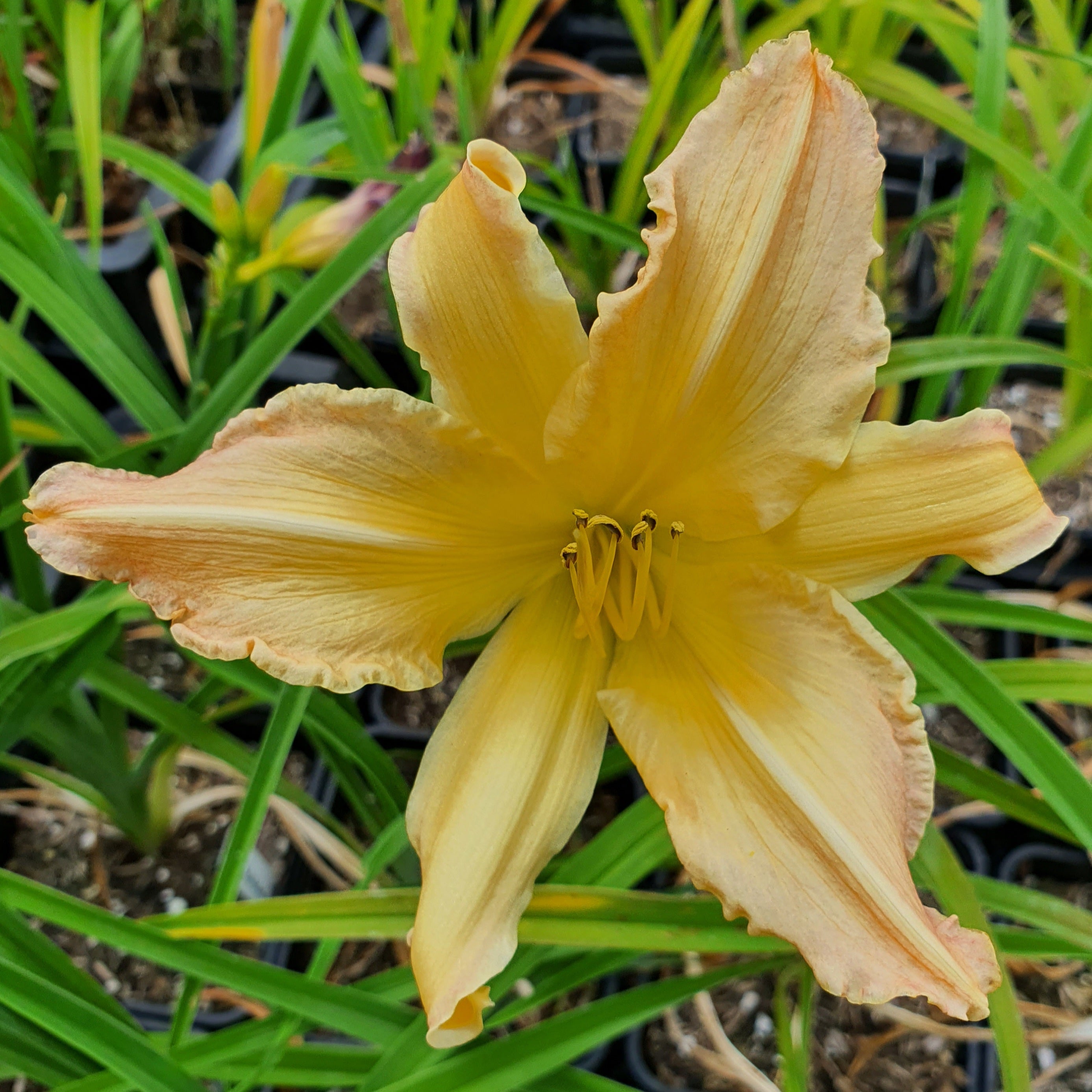 Hemerocallis 'Mormon Spider'
