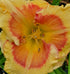 Hemerocallis 'Badge of Honour'