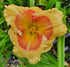 Hemerocallis 'Badge of Honour'