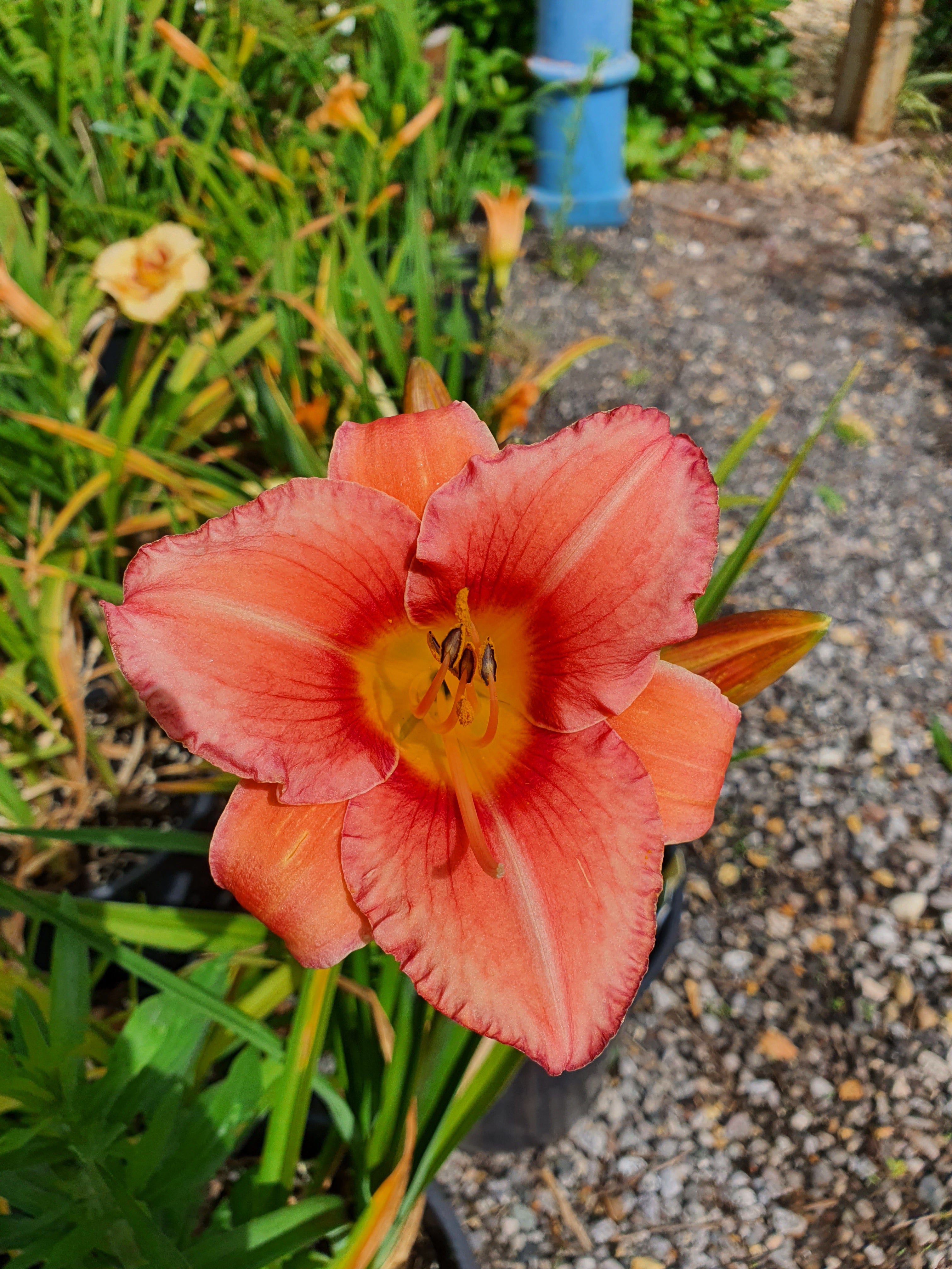 Hemerocallis 'Bowl of Roses'