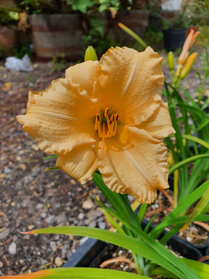 Hemerocallis 'Naomi Ruth'