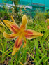 Hemerocallis 'Lady Neva'
