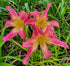Hemerocallis 'Lake Norman Spider'