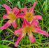 Hemerocallis 'Lake Norman Spider'
