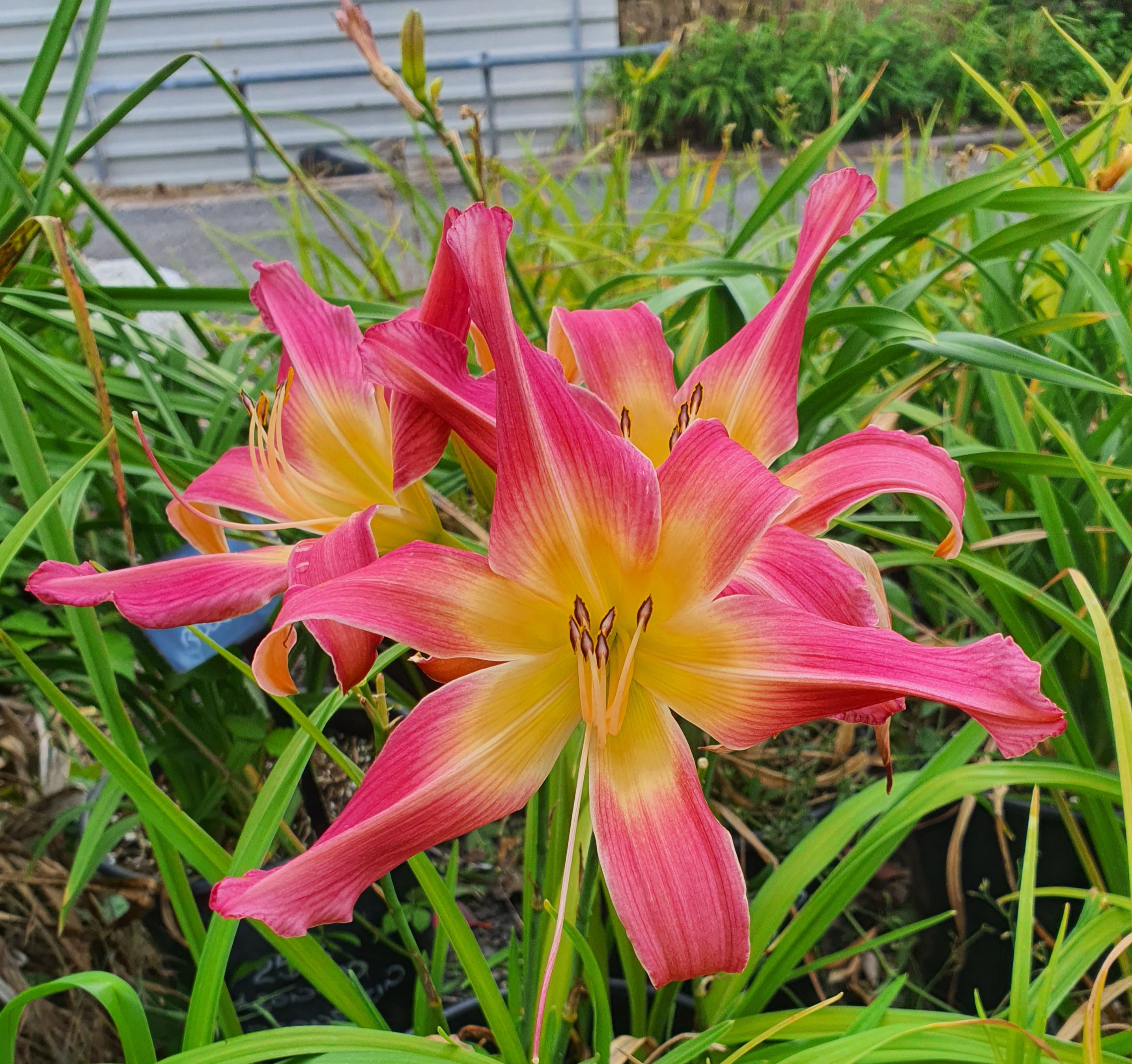 Hemerocallis 'Lake Norman Spider'