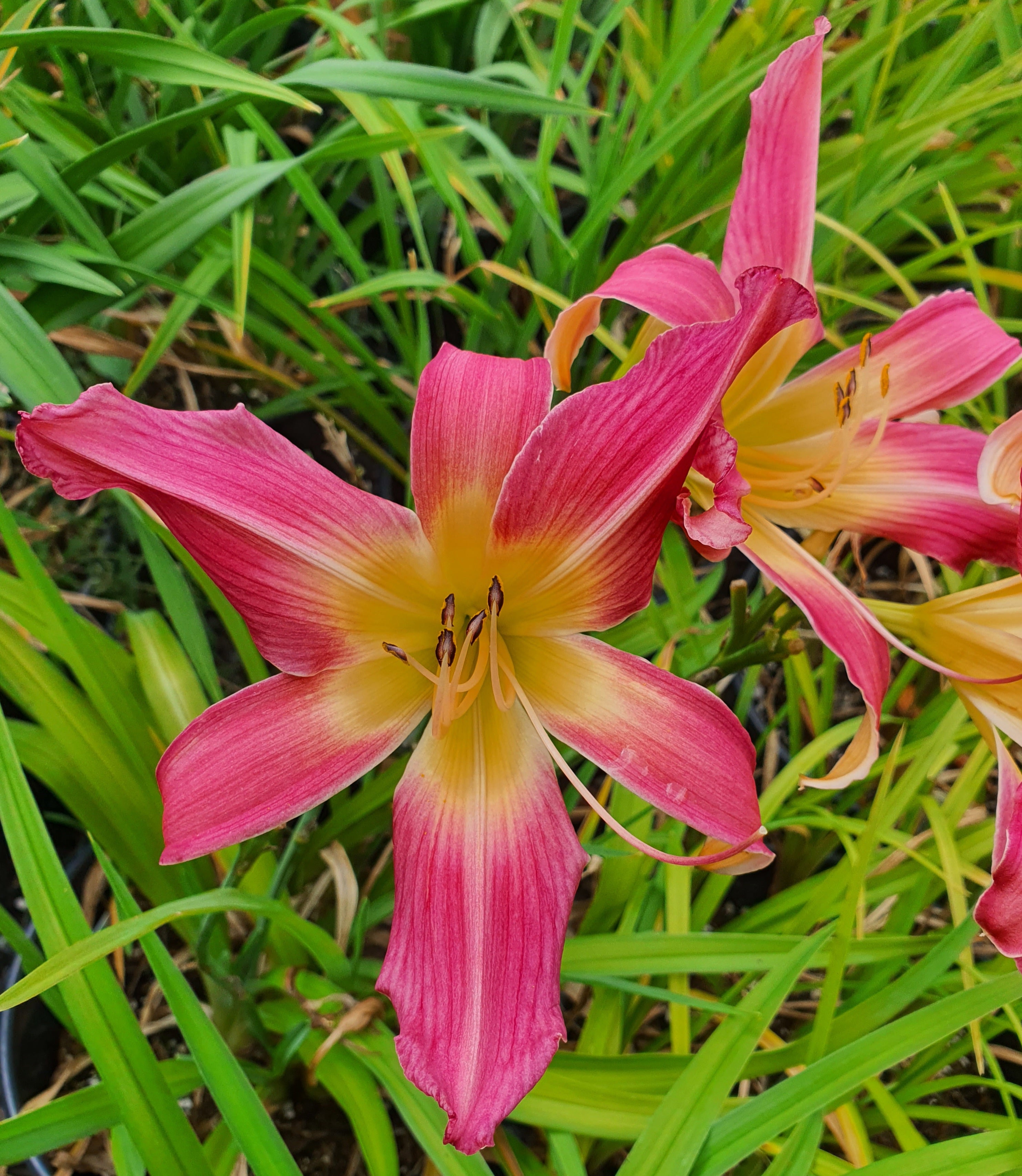 Hemerocallis 'Lake Norman Spider'