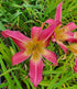 Hemerocallis 'Lake Norman Spider'