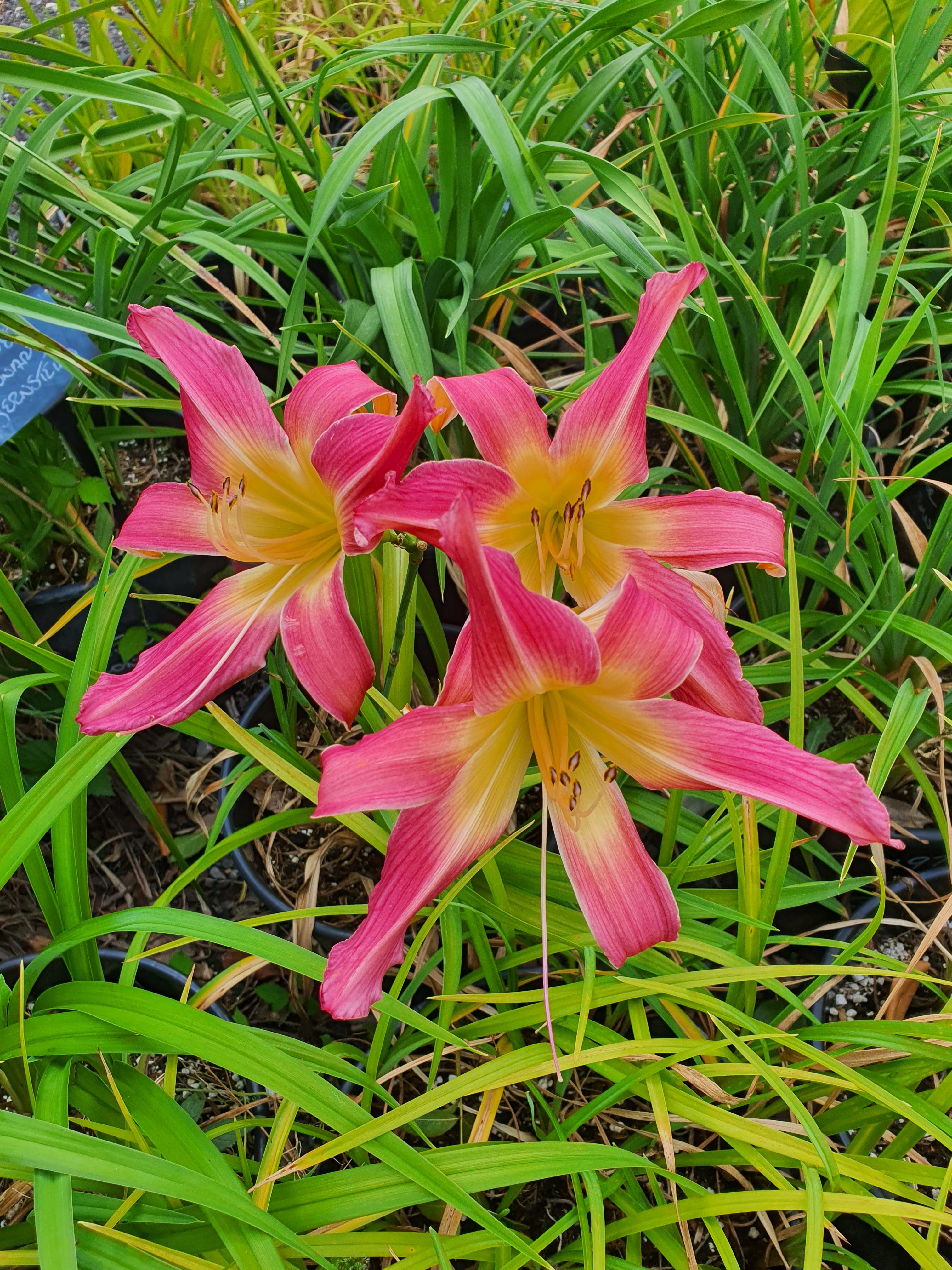 Hemerocallis 'Lake Norman Spider'