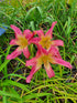 Hemerocallis 'Lake Norman Spider'