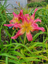 Hemerocallis 'Lake Norman Spider'
