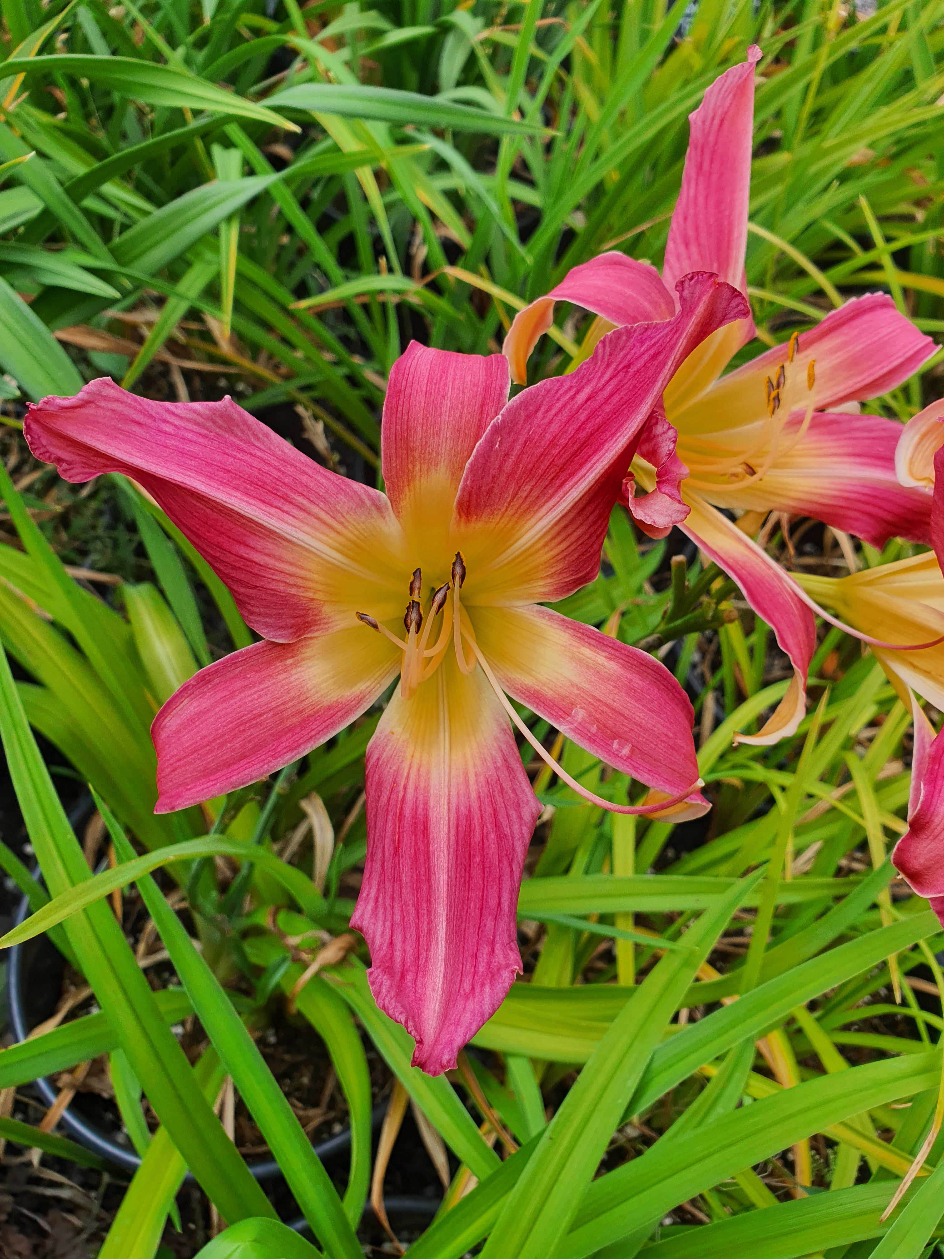 Hemerocallis 'Lake Norman Spider'