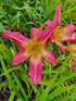 Hemerocallis 'Lake Norman Spider'