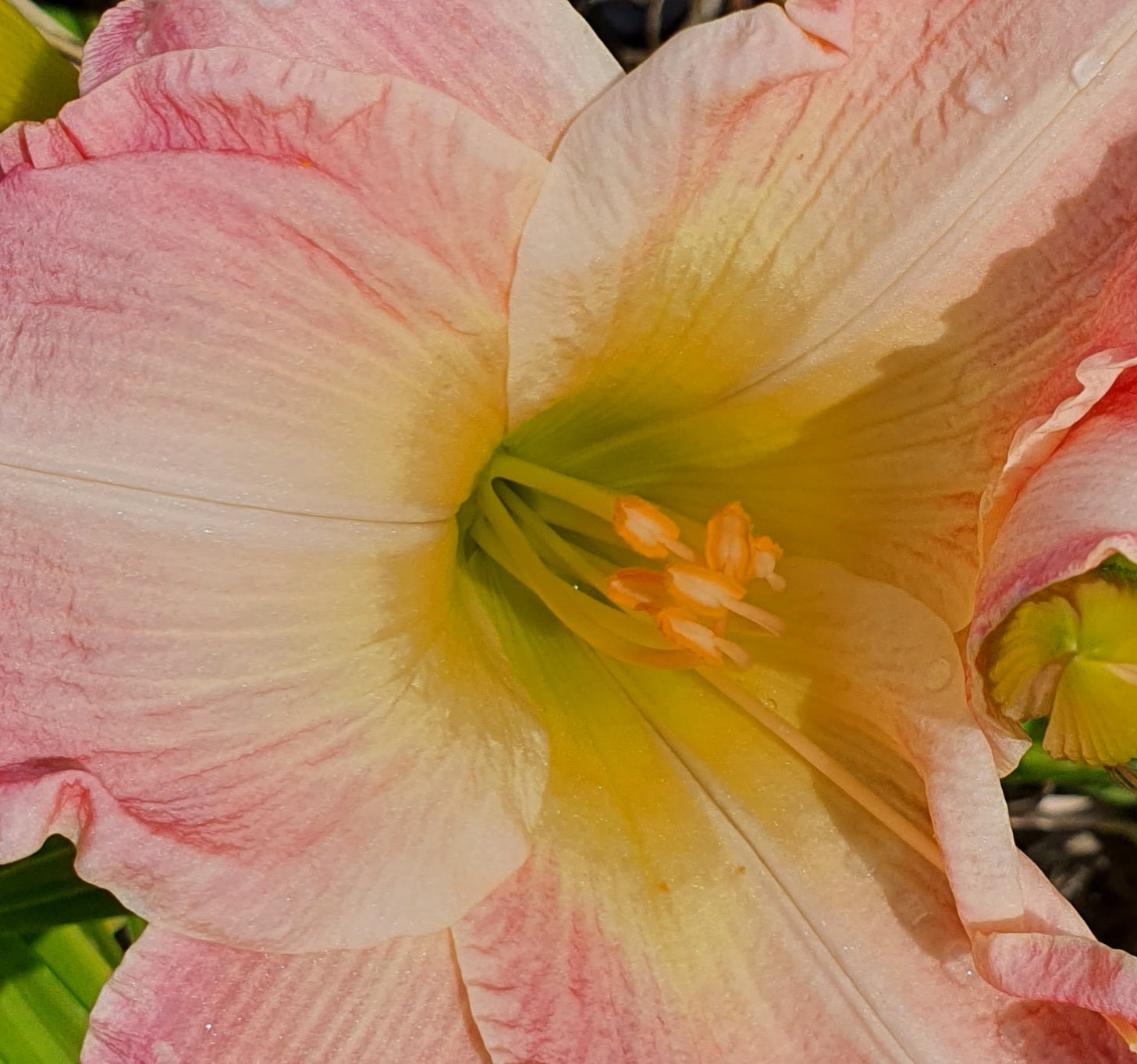 Hemerocallis 'Susan Weber'