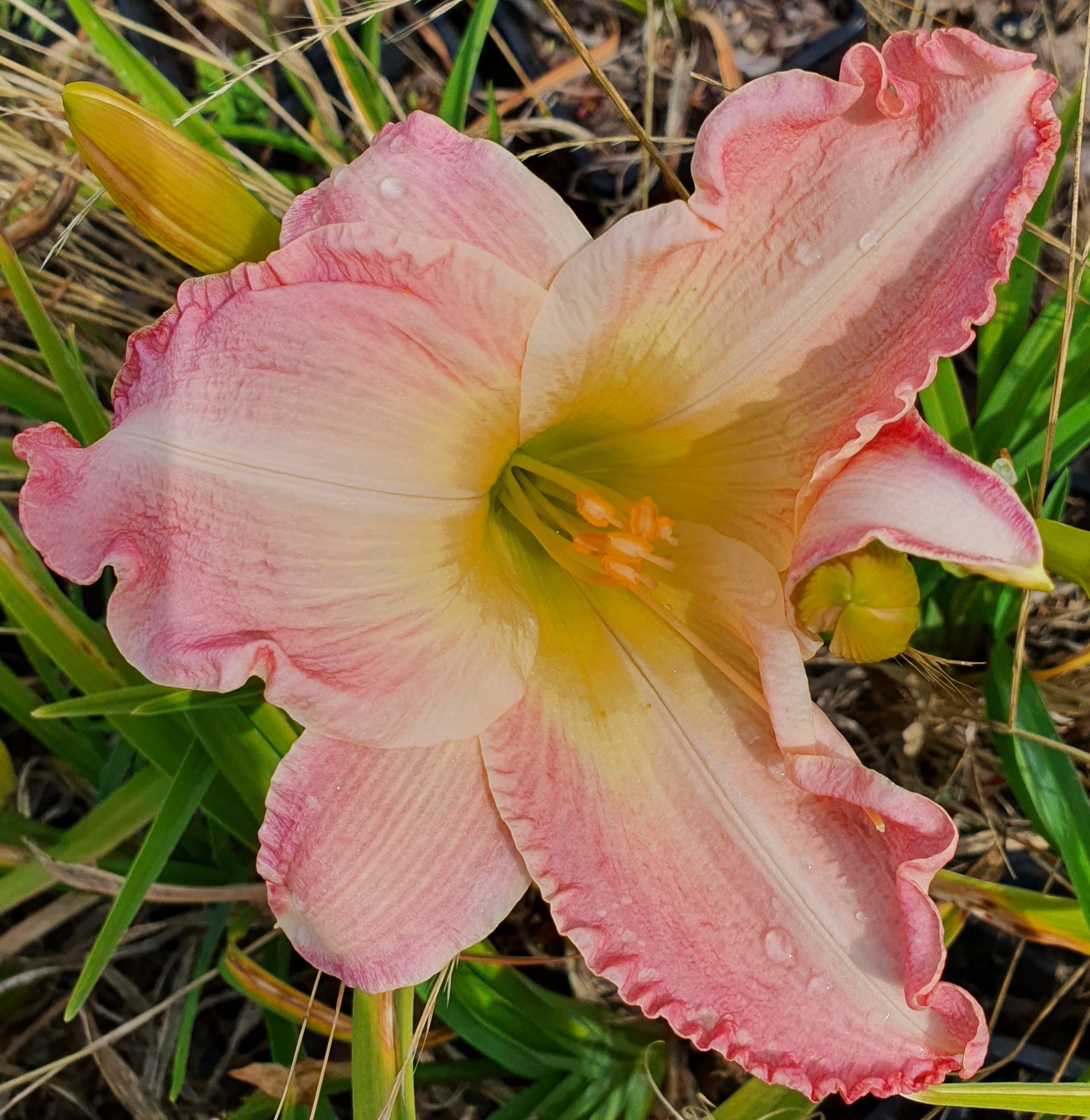 Hemerocallis 'Susan Weber'