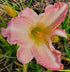 Hemerocallis 'Susan Weber'