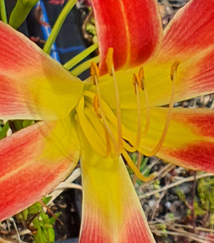 Hemerocallis 'Stoplight'