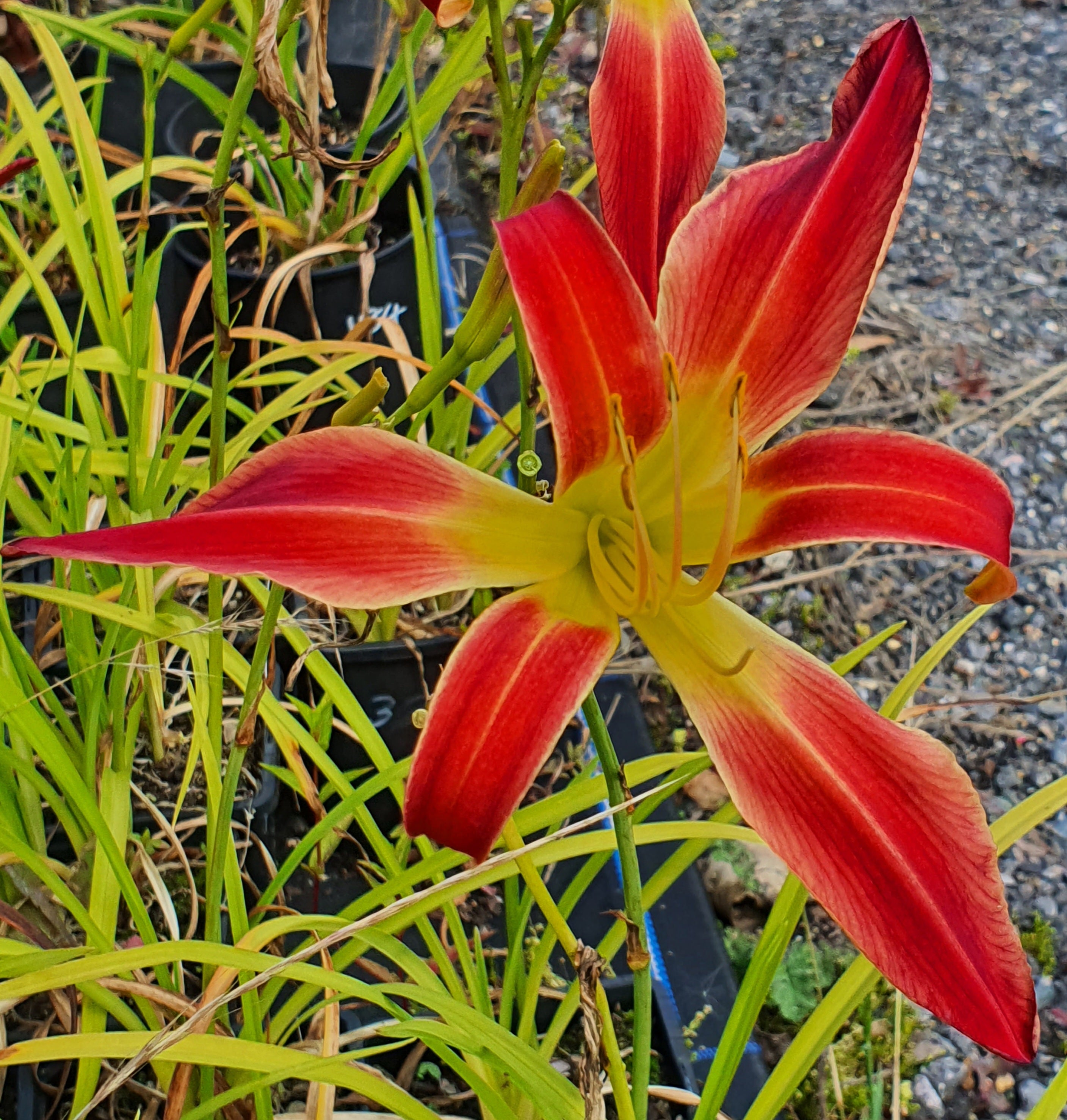 Hemerocallis 'Stoplight'
