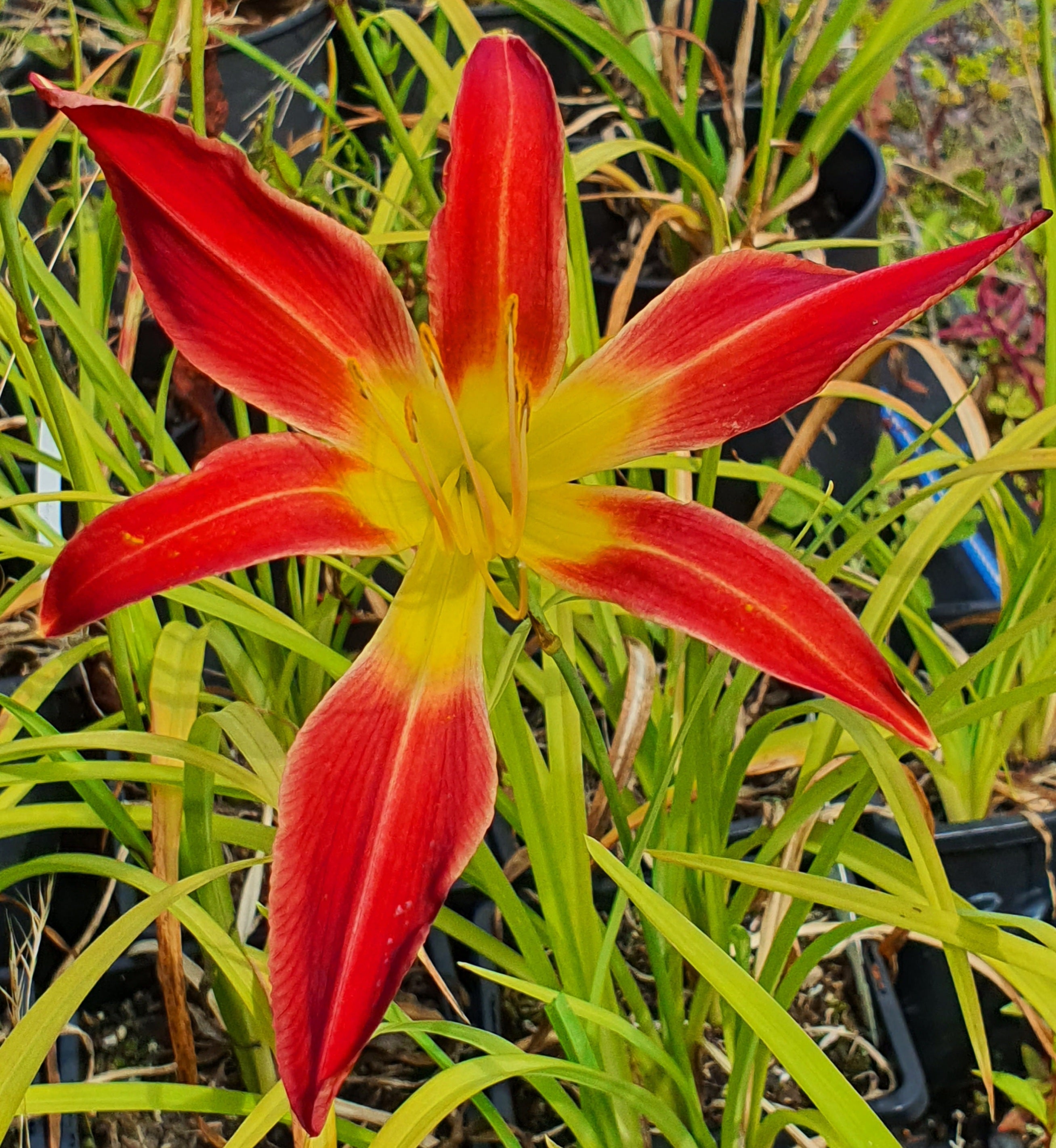 Hemerocallis 'Stoplight'