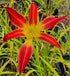 Hemerocallis 'Stoplight'